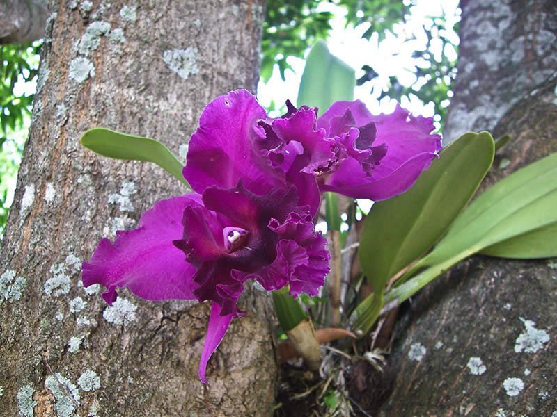 Floresta Viva